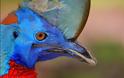 Cassowary: Το πιο επικίνδυνο πτηνό στον κόσμο [photos]