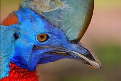 Cassowary: Το πιο επικίνδυνο πτηνό στον κόσμο [photos]