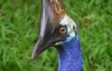 Cassowary: Το πιο επικίνδυνο πτηνό στον κόσμο [photos] - Φωτογραφία 2
