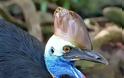 Cassowary: Το πιο επικίνδυνο πτηνό στον κόσμο [photos] - Φωτογραφία 7
