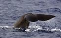 Σώθηκαν 750 φάλαινες από το ιαπωνικό κυνήγι