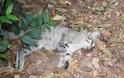 Πάρος: Δηλητηριάζει τις γάτες πετώντας τις φόλες δίπλα από το Νηπιαγωγείο