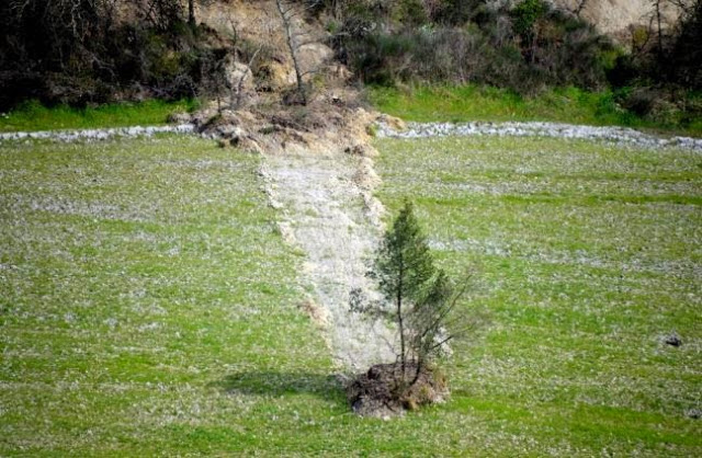 Το δέντρο… ταξιδιώτης! -φαινόμενο που δεν έχει καταγραφεί ποτέ άλλοτε - Φωτογραφία 3