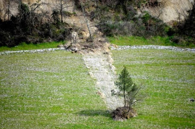 Το δέντρο… ταξιδιώτης! -φαινόμενο που δεν έχει καταγραφεί ποτέ άλλοτε - Φωτογραφία 5