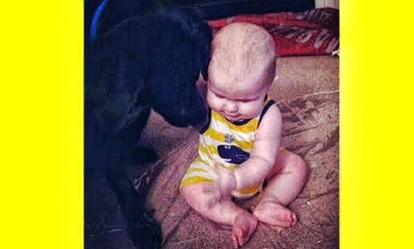 Σκύλος, φύλακας- άγγελος, ειδοποίησε τους γονείς ότι η μπέιμπι σίτερ κακοποιούσε το μωρό - Φωτογραφία 1