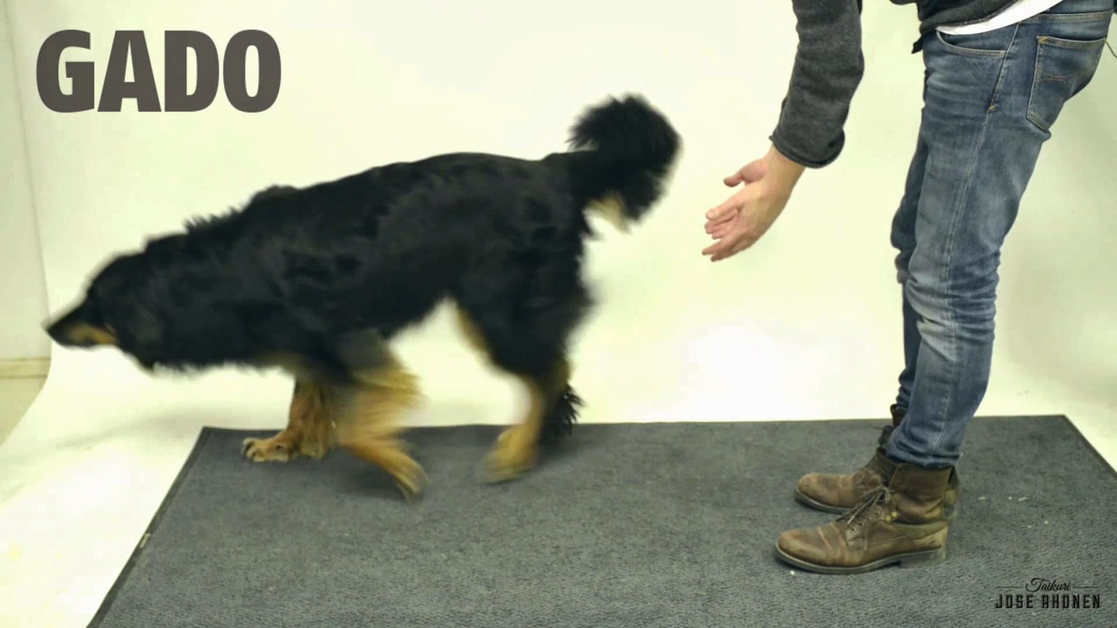 Πως αντιδρούν οι σκύλοι σε ένα τρικ εξαφάνισης [video] - Φωτογραφία 1