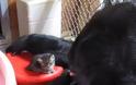 Γορίλας παίζει με δύο γατάκια! [video]
