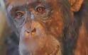 Πέθανε η ιδιοφυής χιμπατζίνα Πάνζι - Φωτογραφία 1