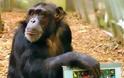 Πέθανε η ιδιοφυής χιμπατζίνα Πάνζι - Φωτογραφία 2