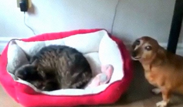 Όταν οι γάτες κλέβουν τα κρεβάτια των σκύλων! [video] - Φωτογραφία 1