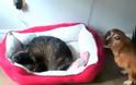 Όταν οι γάτες κλέβουν τα κρεβάτια των σκύλων! [video]