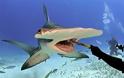 Σφυροκέφαλος καρχαρίας σέρνει για τουλάχιστον δυο ώρες έναν αθλητή [video]