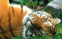 Πλούσιοι στη Κίνα σκοτώνουν τίγρεις για να... περάσουν καλά