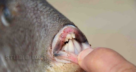 Παράξενο ψάρι στην παραλία Καραθώνα Ναυπλίου - Φωτογραφία 1