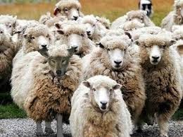 15 πρόβατα εξαφανίστηκαν στο Μεγαλοχώρι - Φωτογραφία 1