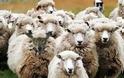15 πρόβατα 