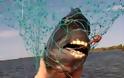 Το παράξενο ψάρι με τα… ανθρώπινα δόντια!