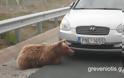Ατύχημα με αρκούδα στην Εγνατία Οδό [Video]