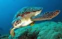 Ελλιπής προστασία σε θαλάσσιες χελώνες