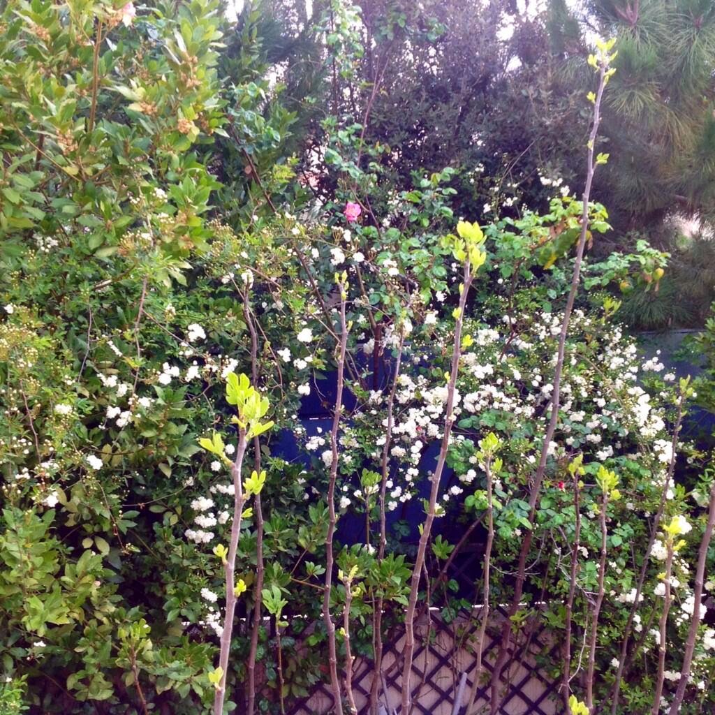 Αυτόν τον κήπο αντικρίζει καθημερινά η Ελένη Μενεγάκη - Φωτογραφία 3