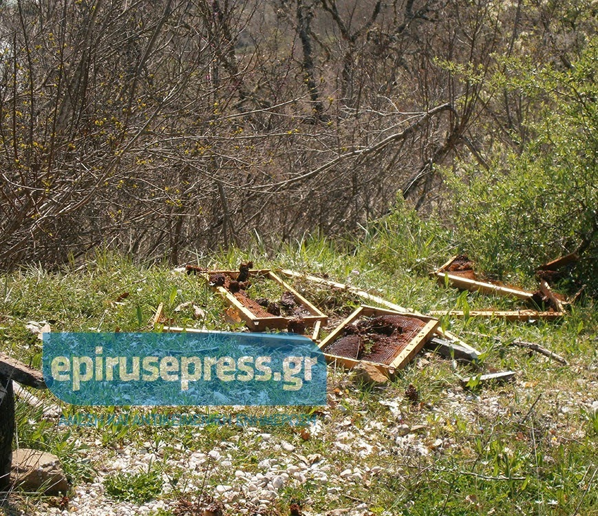 Αρκούδα επιτέθηκε στα Κούρεντα Ιωαννίνων - Φωτογραφία 5