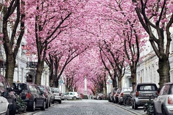 Ο δρόμος με τις κερασιές - Φωτογραφία 1