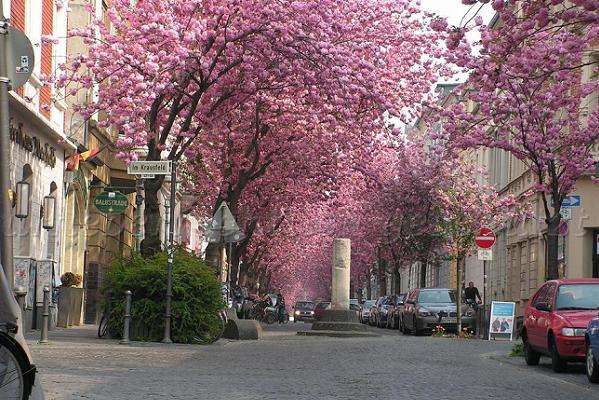 Ο δρόμος με τις κερασιές - Φωτογραφία 2