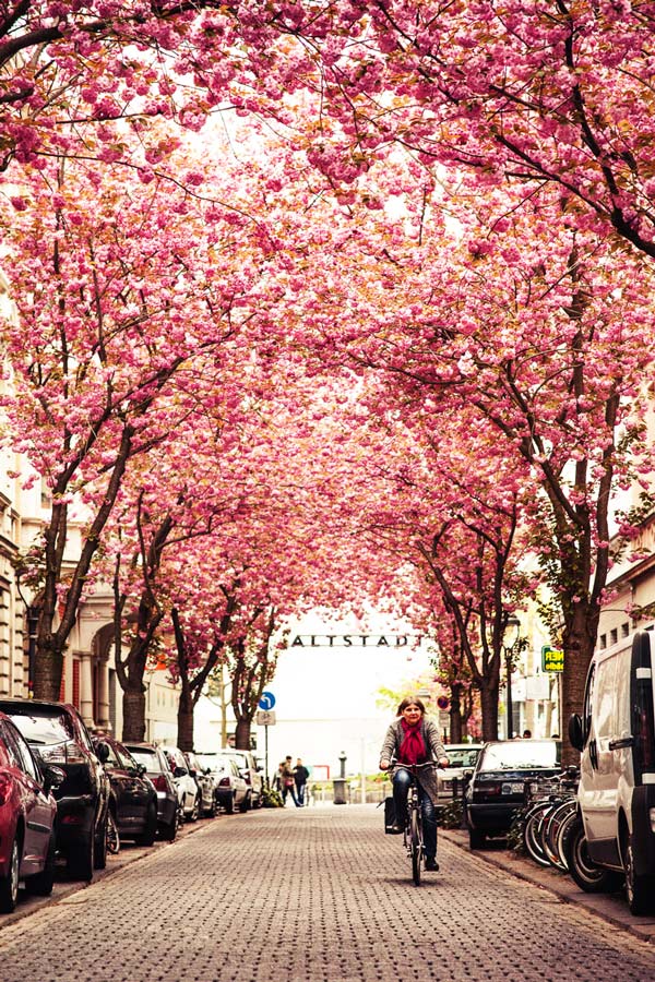 Ο δρόμος με τις κερασιές - Φωτογραφία 4