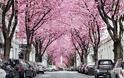 Ο δρόμος με τις κερασιές - Φωτογραφία 1