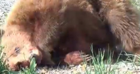 Το νεαρό αρκουδάκι υπέκυψε στα τραύματα του [video] - Φωτογραφία 1