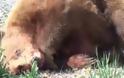 Το νεαρό αρκουδάκι υπέκυψε στα τραύματα του [video]