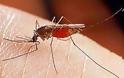 Έναρξη Προγράμματος Καταπολέμησης Κουνουπιών 2014-Οδηγίες πρόληψης προς τους Πολίτες