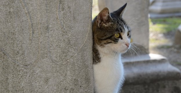 Δείτε ποιες ασθένειες μας μεταδίδουν τα κατοικίδια - Φωτογραφία 2