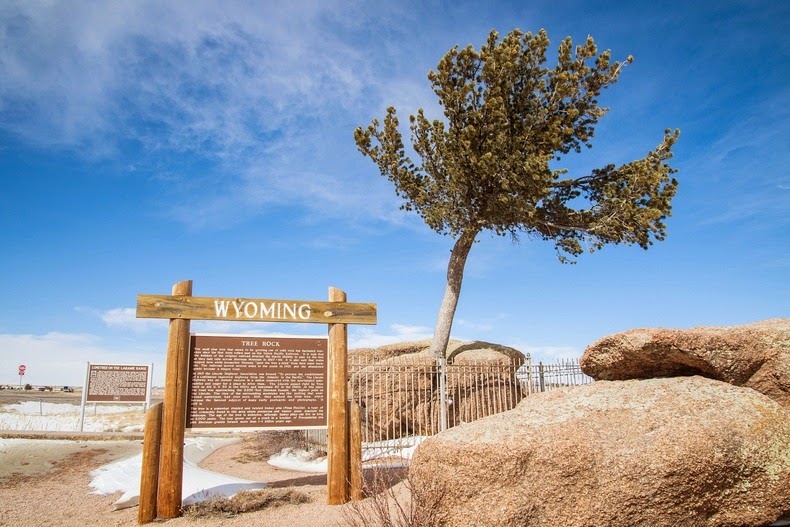 Το παράξενο δέντρο που φύτρωσε σε βράχο! - Φωτογραφία 2