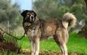 Προσπάθεια διάσωσης των μολοσσικών σκύλων της Ηπείρου
