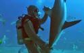 Δεν θα το πιστεύετε! Δύτης ακινητοποιεί καρχαρία με μια απλή κίνηση! [video]