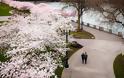 Οι ανθισμένες κερασιές της Ιαπωνίας είναι ένα μοναδικό θέαμα που πρέπει να δεις - Φωτογραφία 11