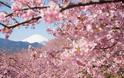 Οι ανθισμένες κερασιές της Ιαπωνίας είναι ένα μοναδικό θέαμα που πρέπει να δεις - Φωτογραφία 12