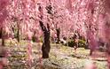Οι ανθισμένες κερασιές της Ιαπωνίας είναι ένα μοναδικό θέαμα που πρέπει να δεις - Φωτογραφία 13