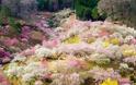 Οι ανθισμένες κερασιές της Ιαπωνίας είναι ένα μοναδικό θέαμα που πρέπει να δεις - Φωτογραφία 15