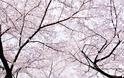 Οι ανθισμένες κερασιές της Ιαπωνίας είναι ένα μοναδικό θέαμα που πρέπει να δεις - Φωτογραφία 16