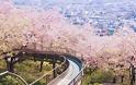 Οι ανθισμένες κερασιές της Ιαπωνίας είναι ένα μοναδικό θέαμα που πρέπει να δεις - Φωτογραφία 19