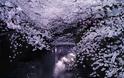 Οι ανθισμένες κερασιές της Ιαπωνίας είναι ένα μοναδικό θέαμα που πρέπει να δεις - Φωτογραφία 2