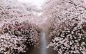 Οι ανθισμένες κερασιές της Ιαπωνίας είναι ένα μοναδικό θέαμα που πρέπει να δεις - Φωτογραφία 20
