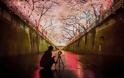 Οι ανθισμένες κερασιές της Ιαπωνίας είναι ένα μοναδικό θέαμα που πρέπει να δεις - Φωτογραφία 21