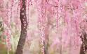 Οι ανθισμένες κερασιές της Ιαπωνίας είναι ένα μοναδικό θέαμα που πρέπει να δεις - Φωτογραφία 4