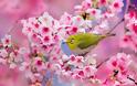 Οι ανθισμένες κερασιές της Ιαπωνίας είναι ένα μοναδικό θέαμα που πρέπει να δεις - Φωτογραφία 6