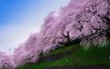 Οι ανθισμένες κερασιές της Ιαπωνίας είναι ένα μοναδικό θέαμα που πρέπει να δεις - Φωτογραφία 7