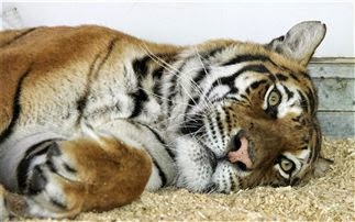 Πάρκο άγριας ζωής στη Βρετανία διέσωσε δύο τίγρεις, που είχαν υποστεί κακοποίηση σε τσίρκο στη Γερμανία - Φωτογραφία 1