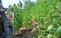 Ηλεία: Είχε φυτέψει 50 δενδρύλλια κάνναβης σε δασική περιοχή